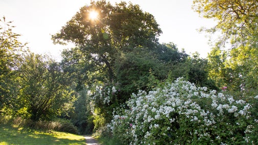 Sunlight streams through a tree at Rayleigh Mount, Essex